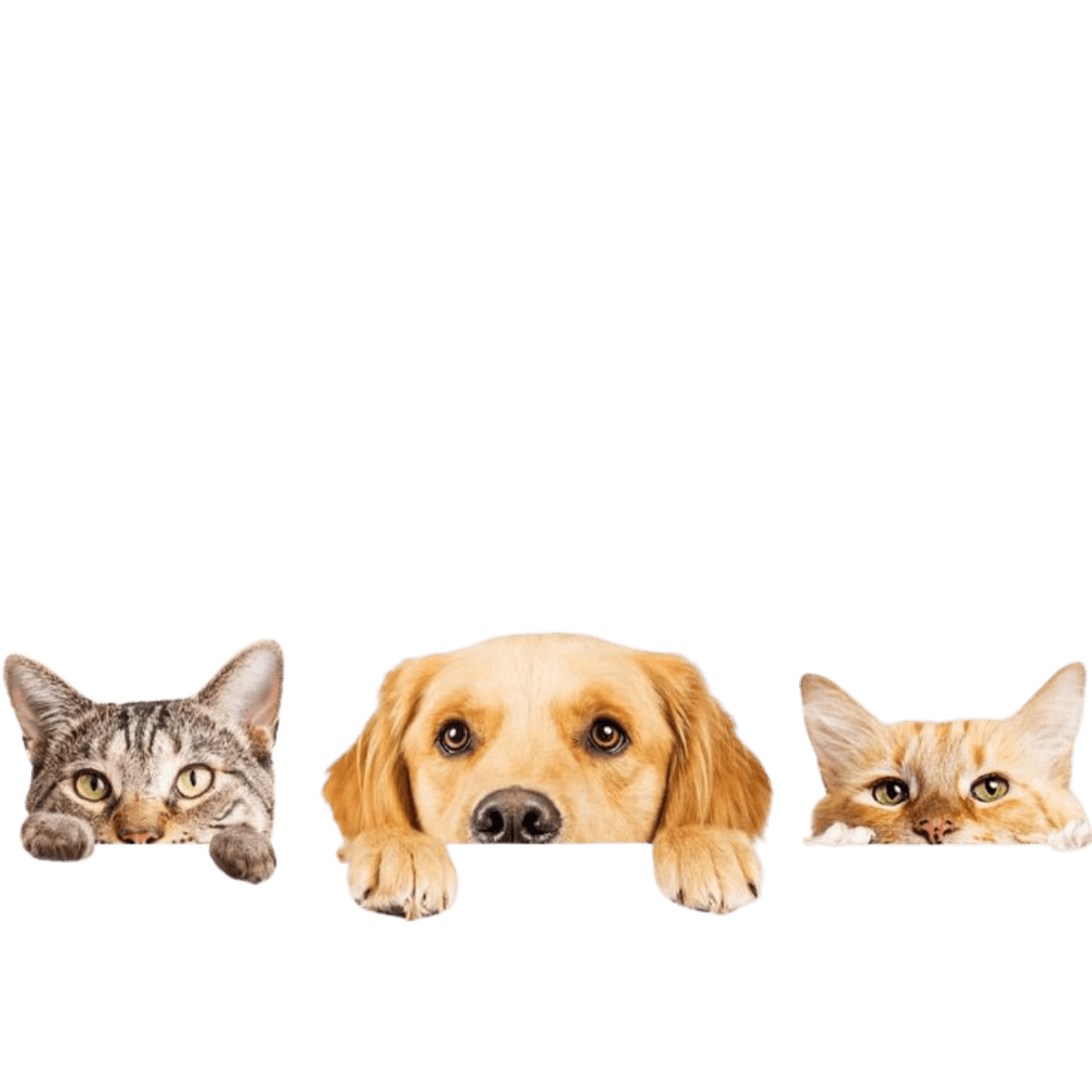 Category illustration