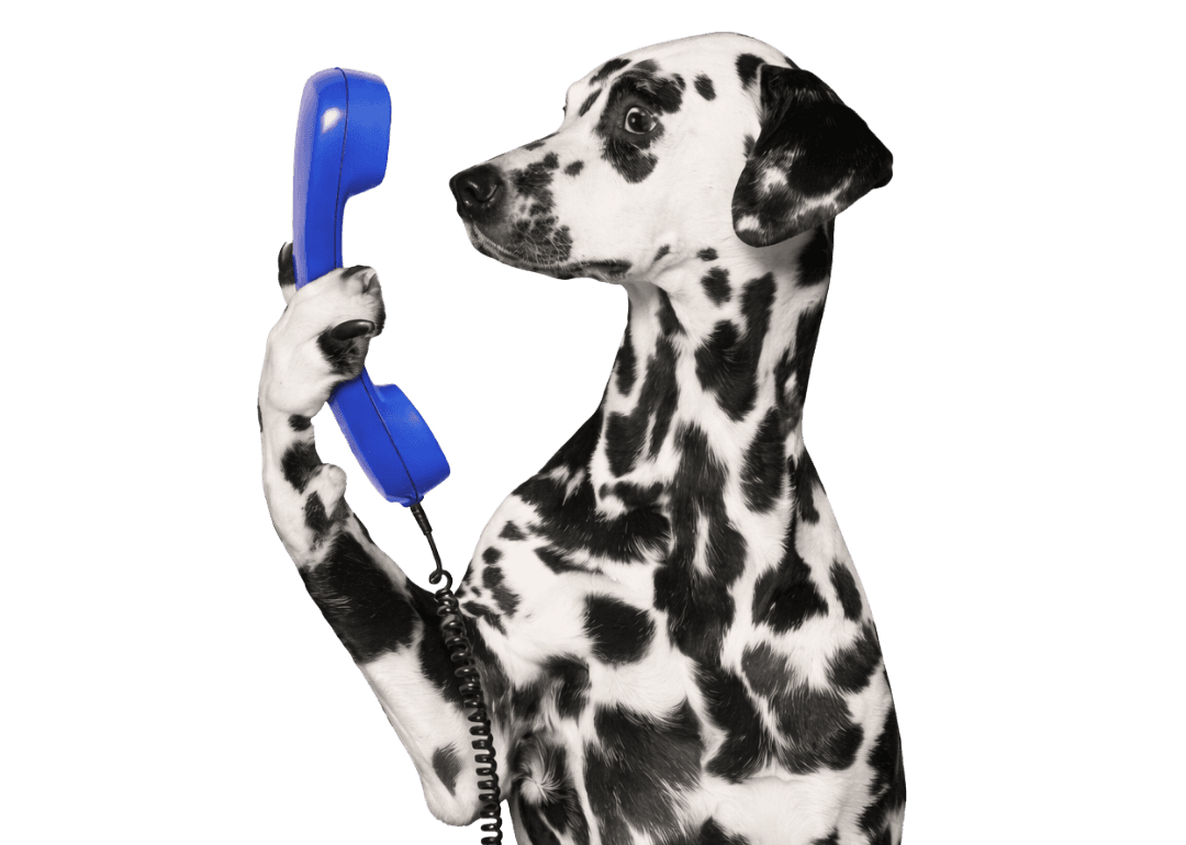 Contact AnimaliaVerse