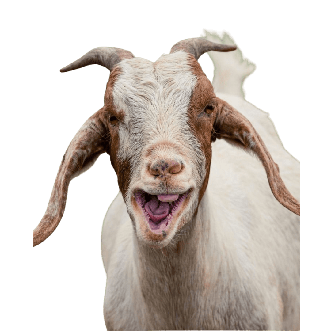 AnimaliaVerse Disclaimer