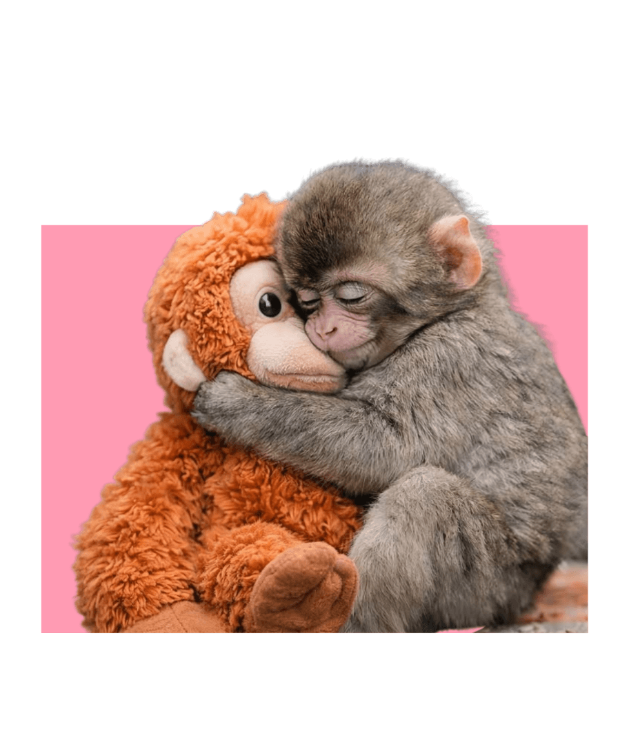 Meet Baby Punch: The Little Monkey Who Melted Millions of Hearts