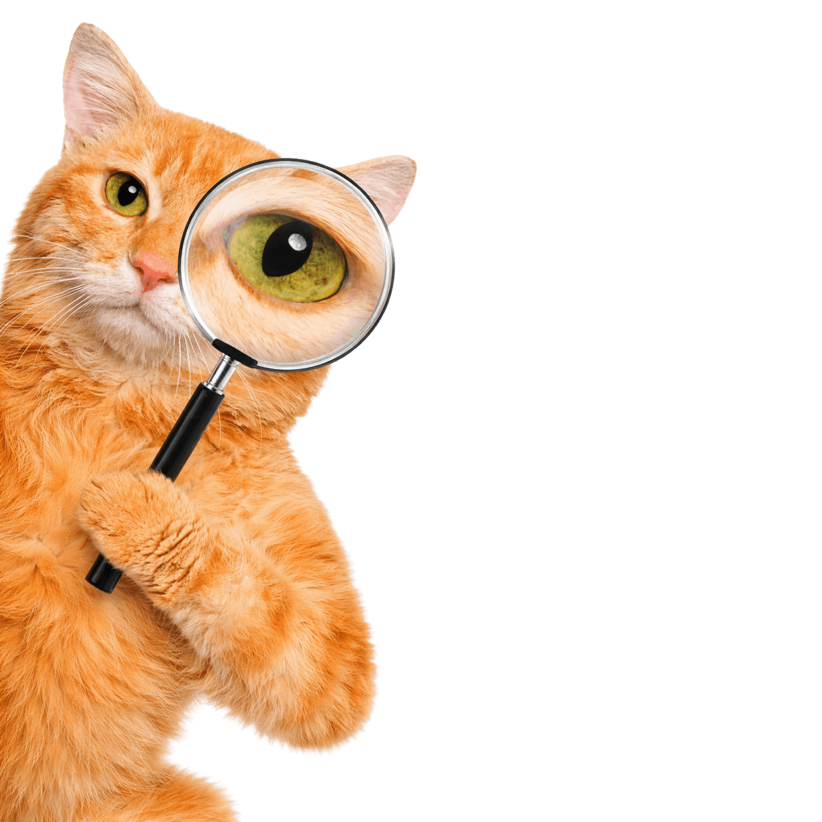 AnimaliaVerse Privacy Policy