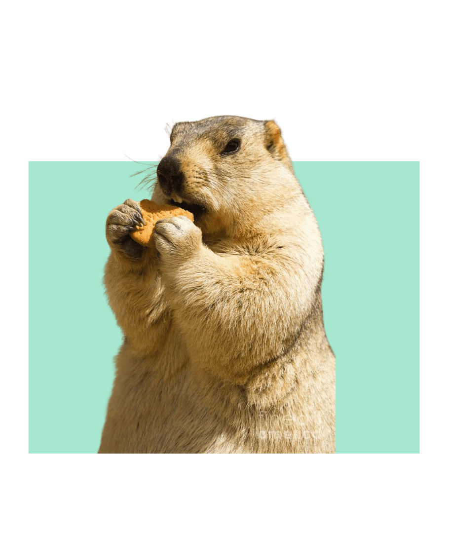 Do Animals Dream? What Happens in Their Sleep