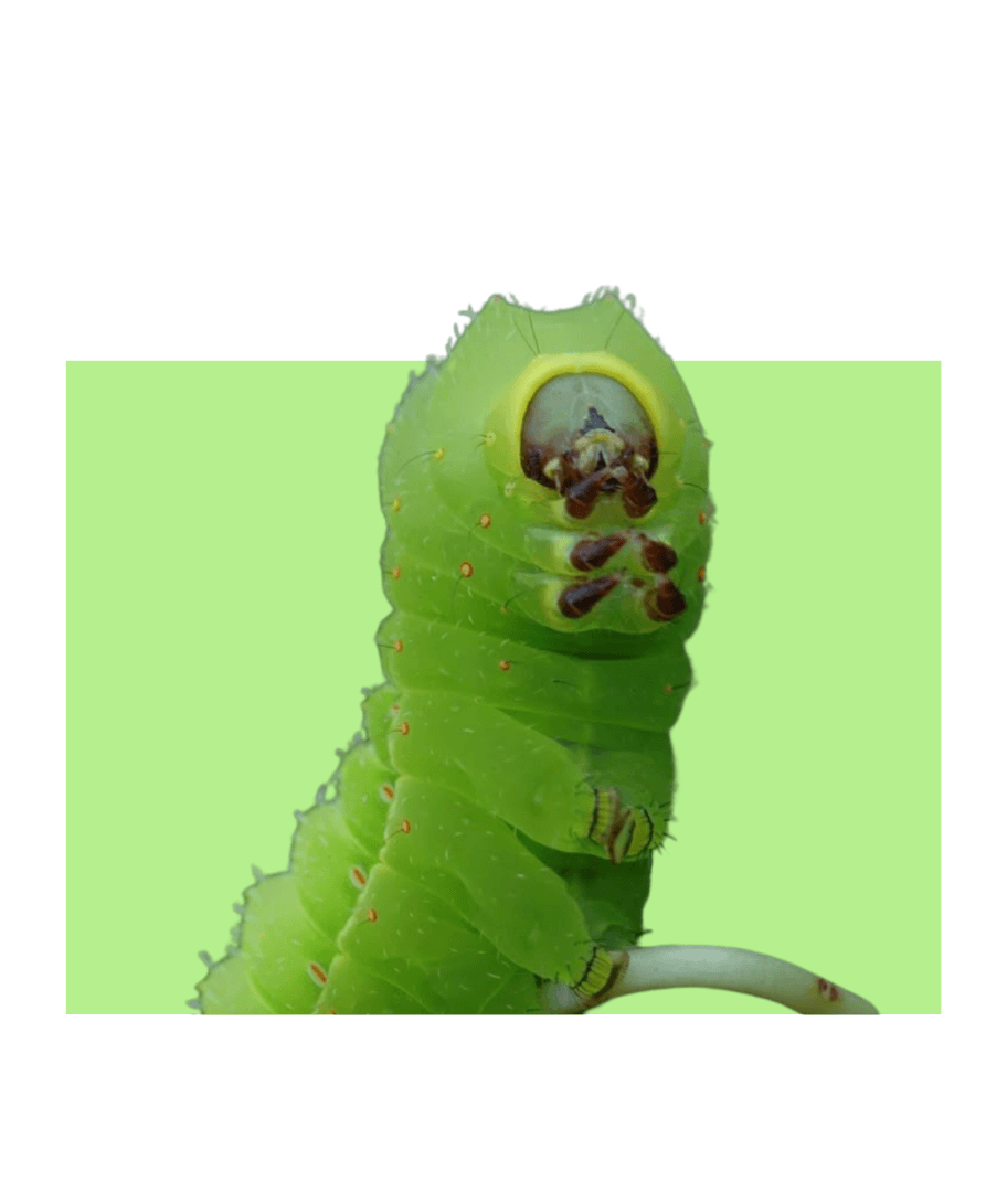 This “Cute” Caterpillar Can Send You to the Hospital