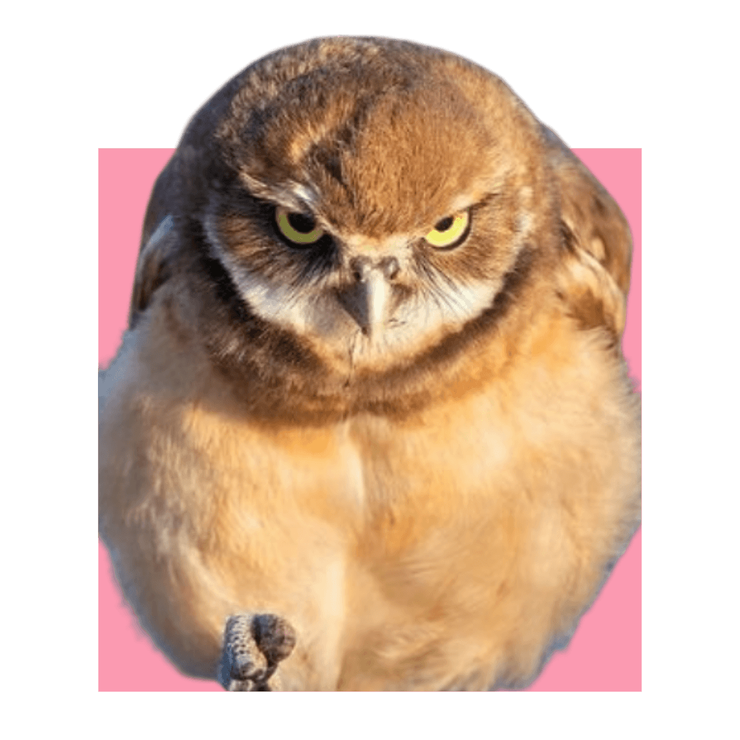 Wildlife & Adventure